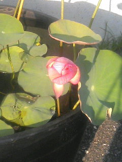 lotus1.JPG