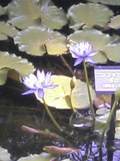 lotus2.JPG